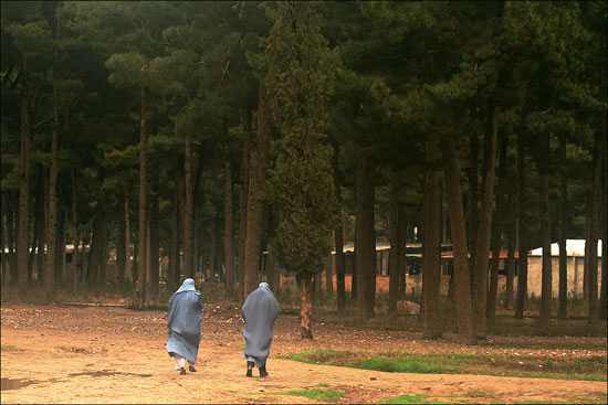 조성수 - 아프카니스탄, 헤랏 2005년 3월. 세계에서 여성들이 가장 억압받으며 살고 있는 헤랏. 매년 200여명의 여성들이 분신자살을 하고 있는 곳. 사진의 여인들은 어떠한 억압도 굴레도 없이 자유롭게 삶을 누리고 있는 소나무 숲으로의 쉼을 찾아 가는 것은 아닐까. 